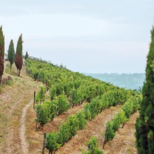 Musique dans les Vignes &agrave; Savenni&egrave;res du Dimanche